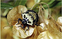 Dodanea spp with bug