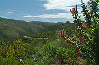 Skilderkrantz with flowering Portulacaria affra