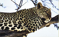Leopards- please let them be